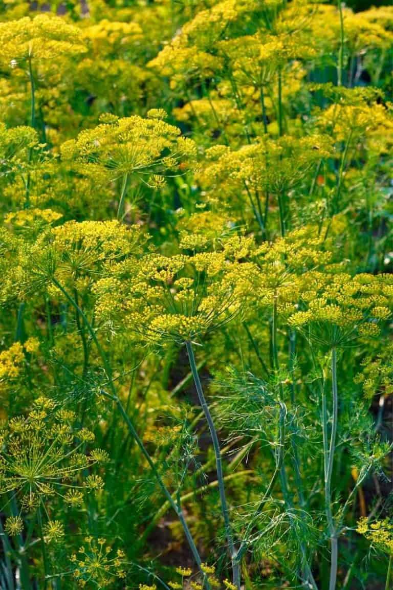 Growing Dill: A Complete Guide - Growfully