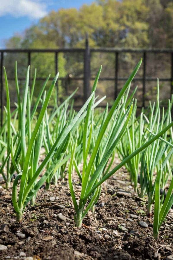 Green onions grow in neat rows in front of a black metal fence