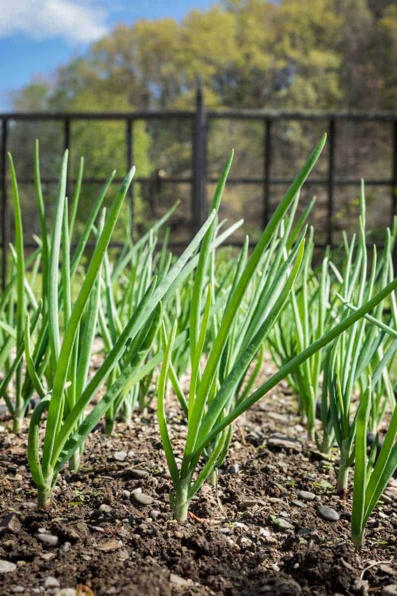 Image of Summer savory and bunching onion companion planting
