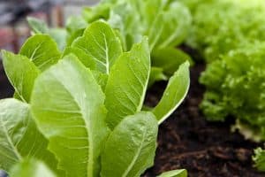 Growing Romaine Lettuce, Step-by-Step - Growfully