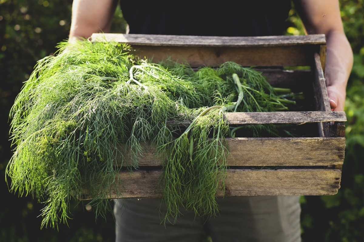 Growing Dill A Complete Guide Growfully