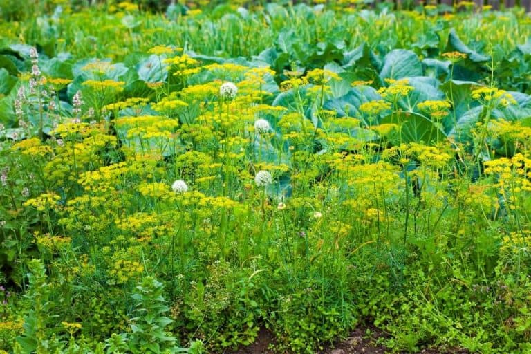 Growing Dill A Complete Guide Growfully