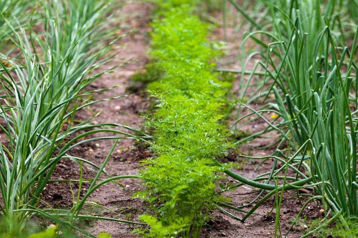 Rows of green onions grow on either side of a row of carrots