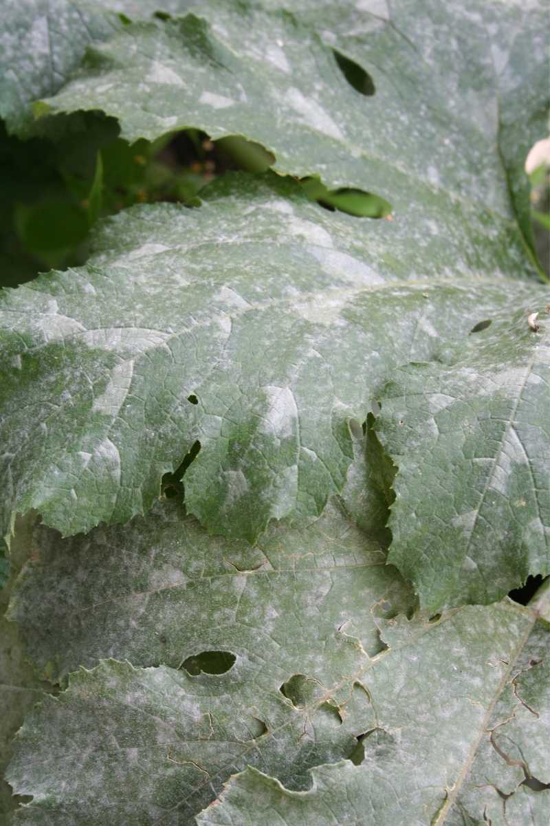 More white powdery-splotches develop on large leaves