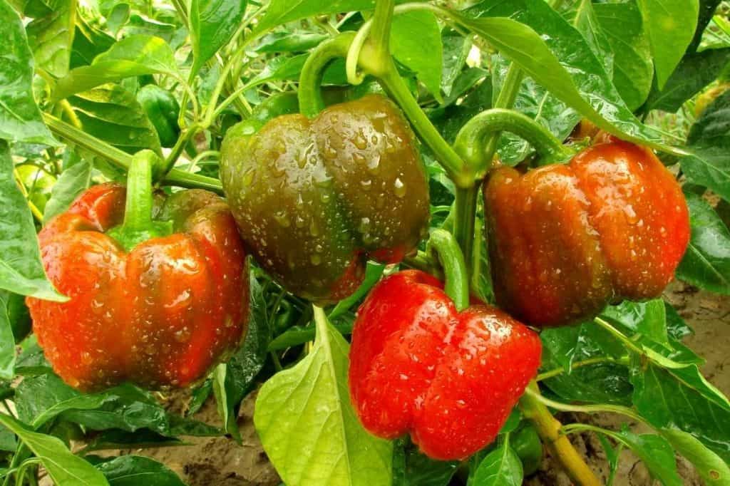 The Best Companion Plants for Peppers Growfully