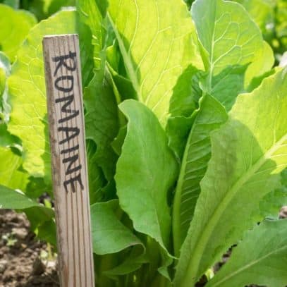 A wooden stake labeled "Romaine" sticks out of the soil next to a head of lettuce