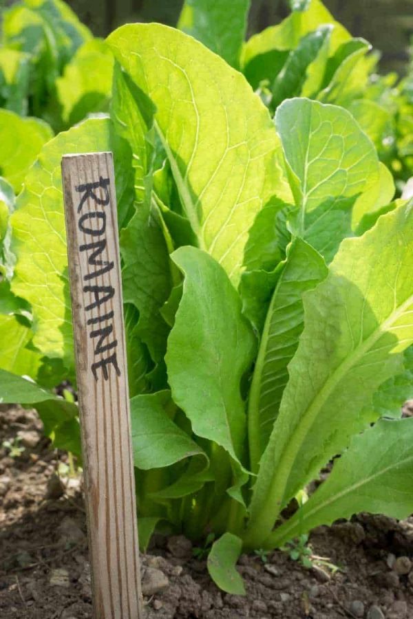 A wooden stake labeled "Romaine" sticks out of the soil next to a head of lettuce