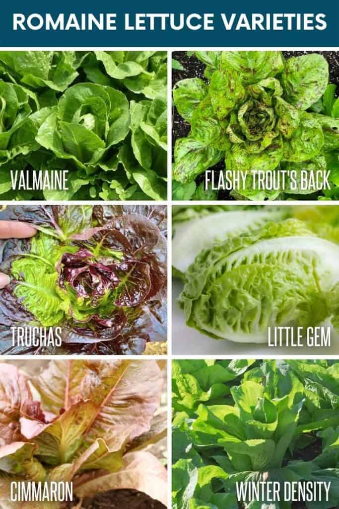 Growing Romaine Lettuce, StepbyStep Growfully
