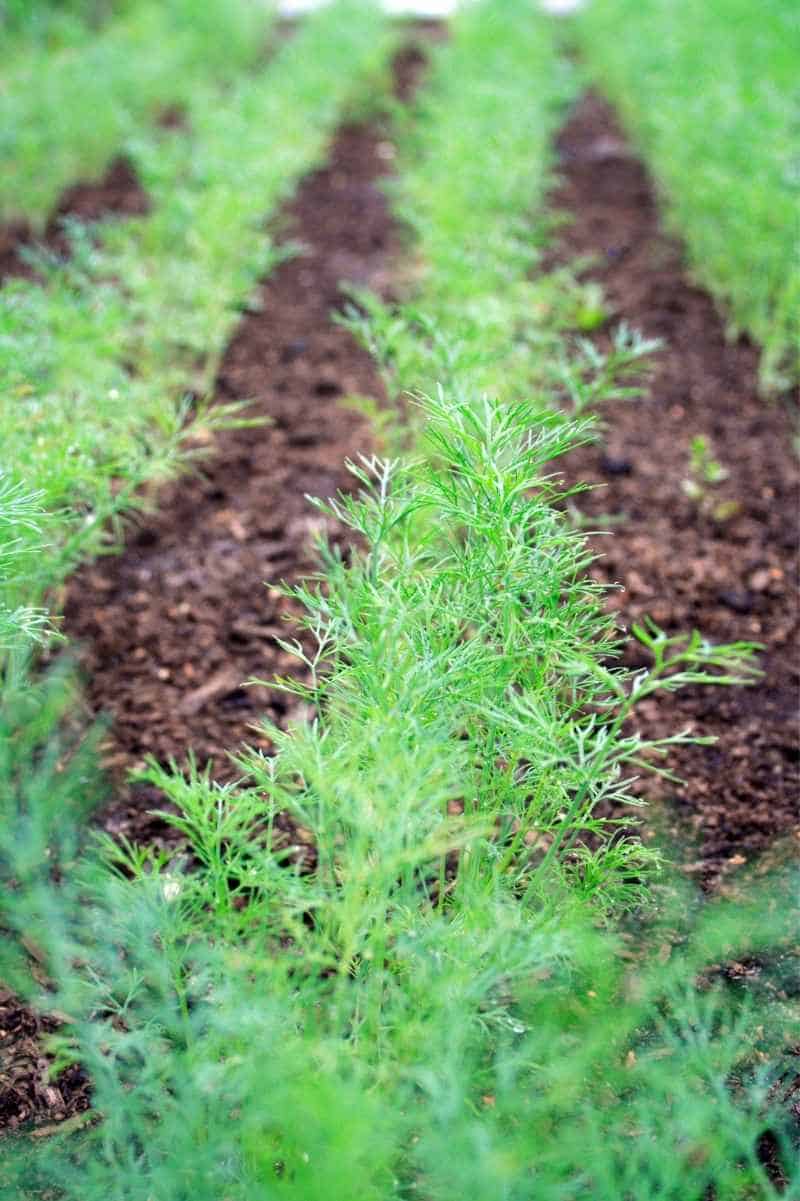 Growing Dill A Complete Guide Growfully