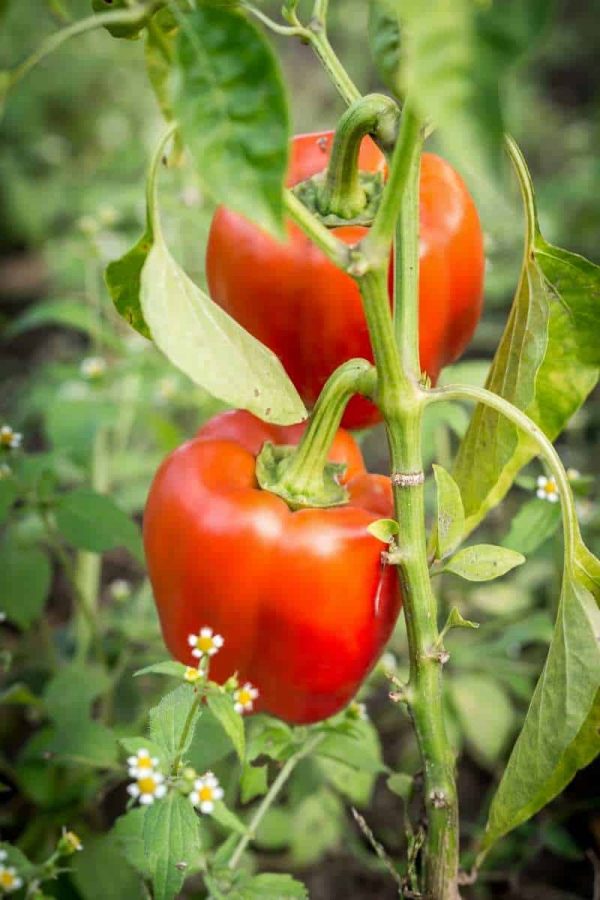 Red bell peppers grow on a plant