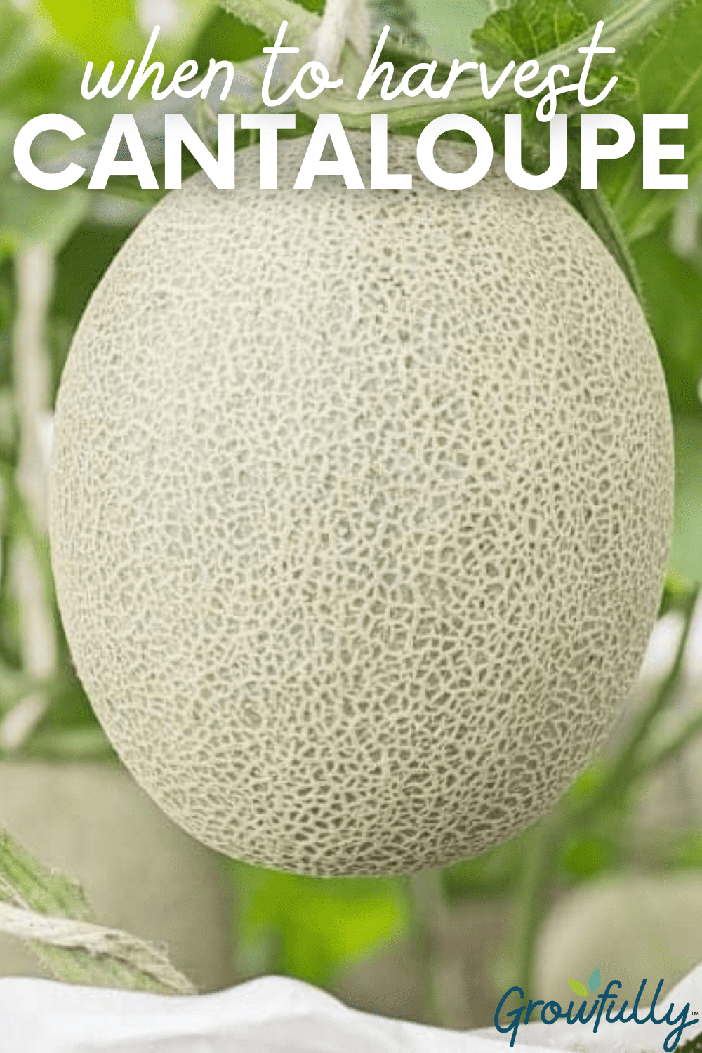 How to Tell If a Cantaloupe is Ripe Growfully