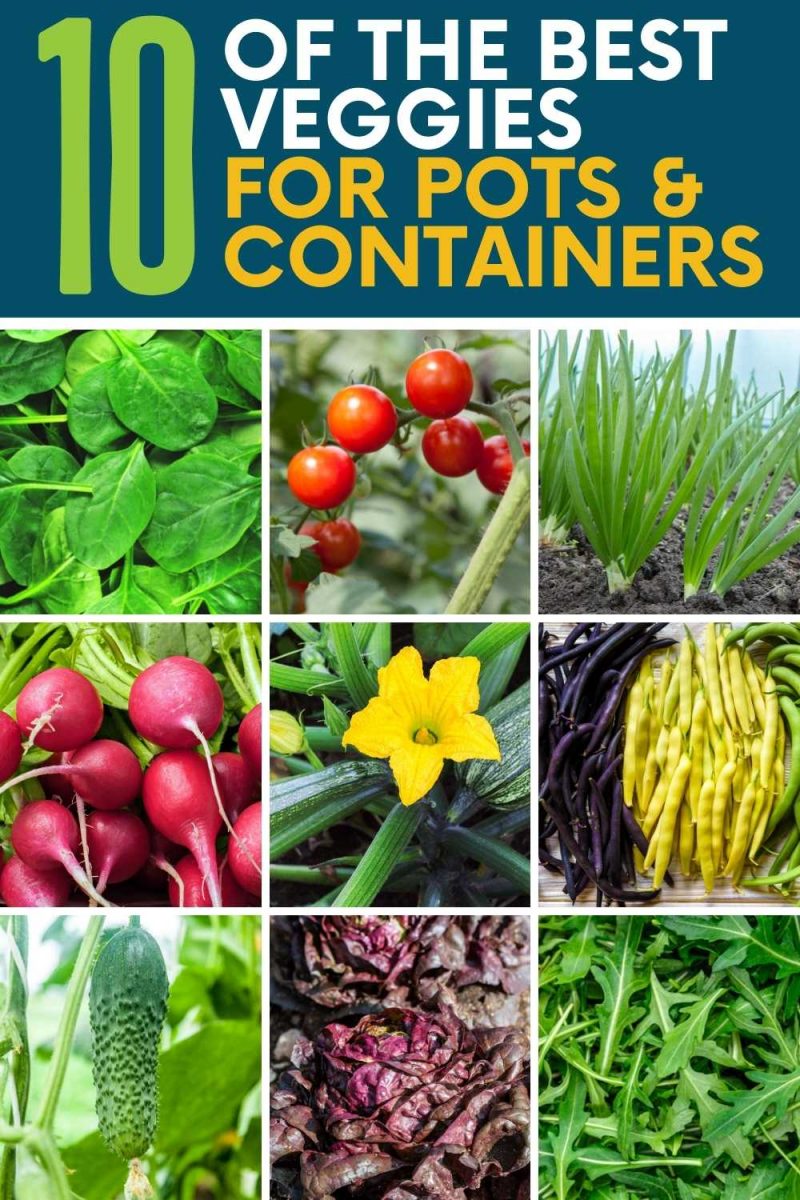 Collage of plants that grow well in containers, including green onions, beans, radishes, cherry tomatoes, spinach, zucchini, and more. A text overlay reads "10 of the best veggies for pots & containers."