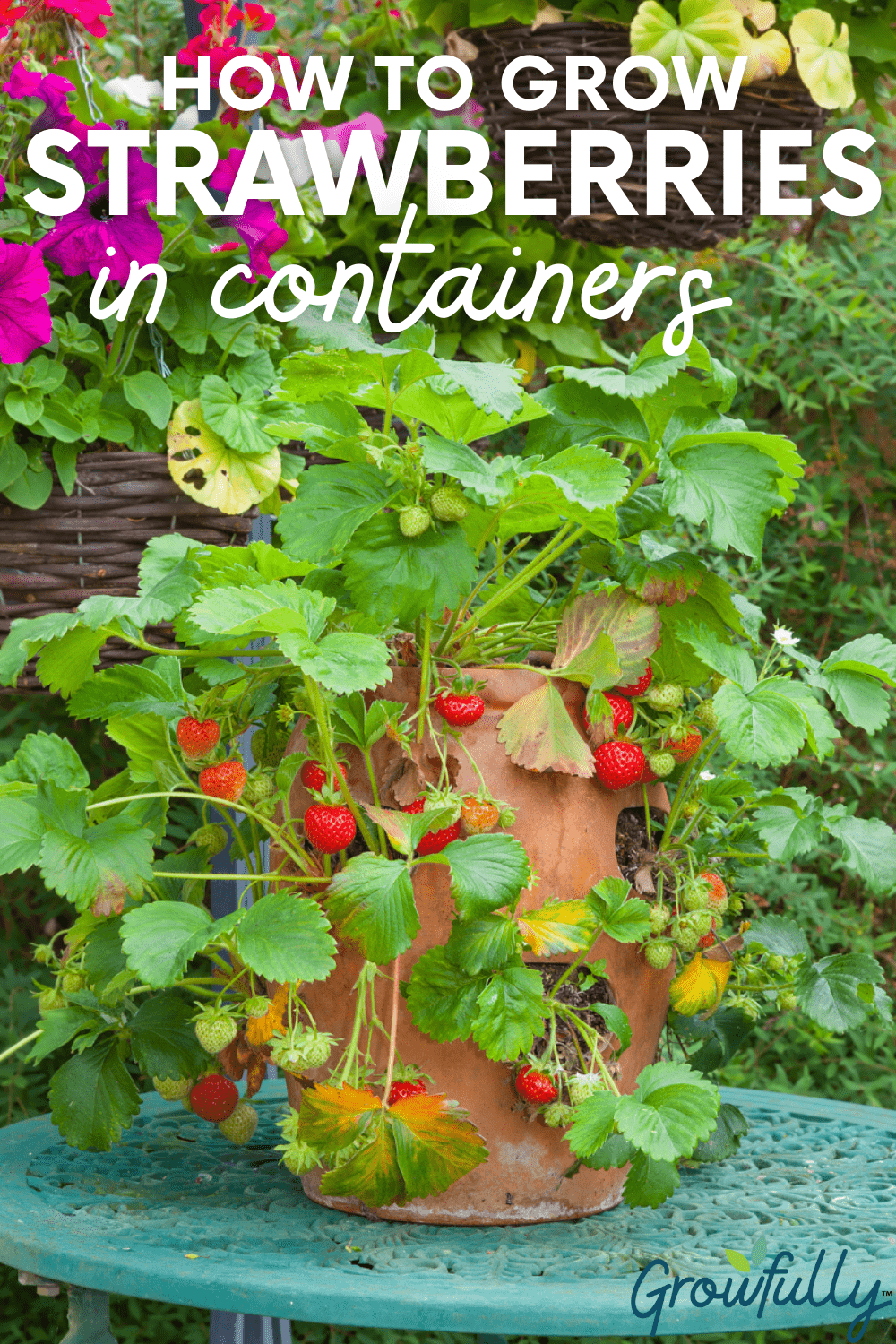 Growing Strawberries in Containers – Strawberry Plants