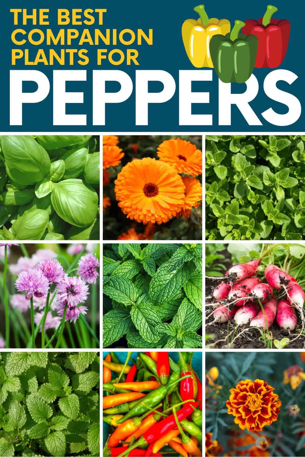 Image of Mint and bell peppers companion planting