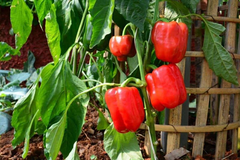 Red bell pepper plant lean against a trellis