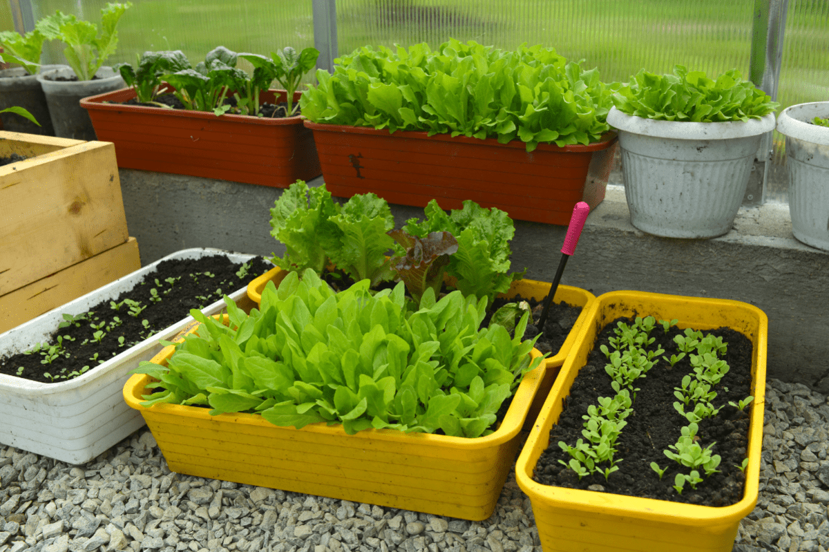 Growing Lettuce In Containers An Easy Guide Growfully