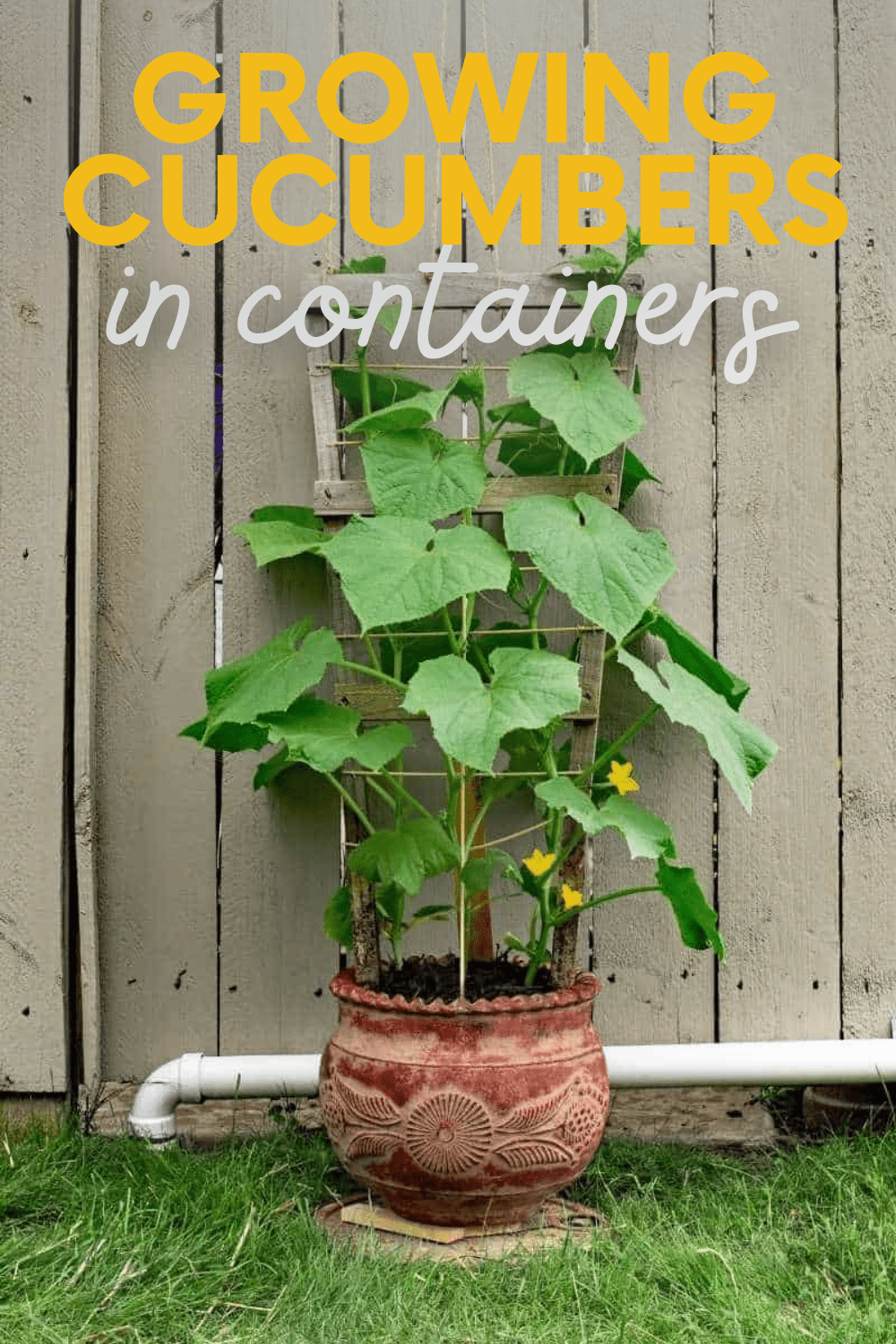 cucumber plants growing