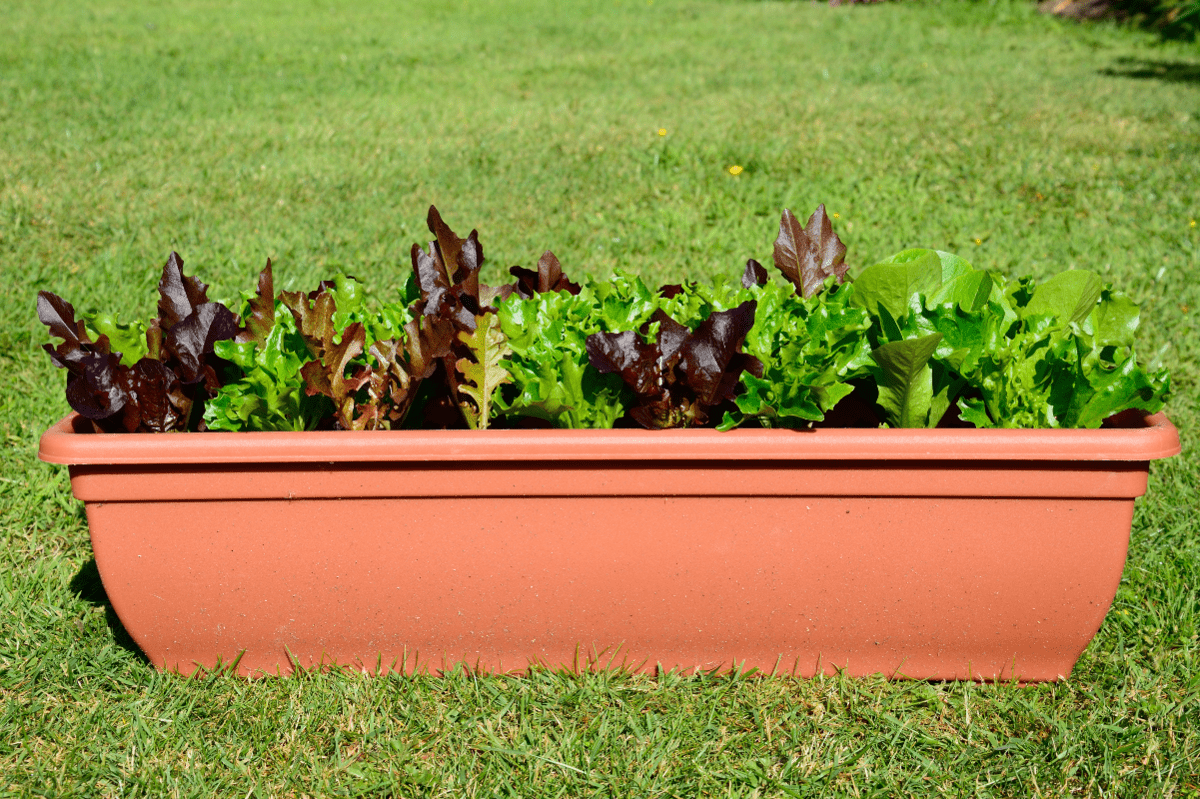 Lettuce Plants In Pots