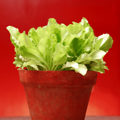 Lettuce grows in a terracotta pot in front of a red background.