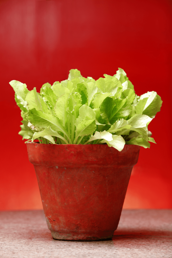 Lettuce grows in a terracotta pot in front of a red background.