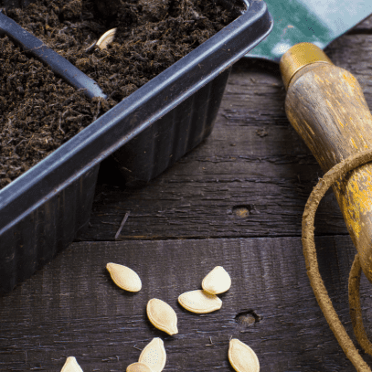 Pumpkin seeds sit on a wooden surface between a trowel and a tray of seed starting pots