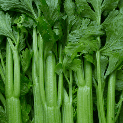 Close up on the tops of a layer of celery stalks