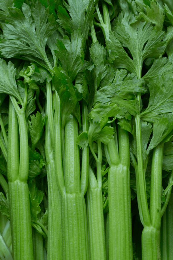 Close up on the tops of a layer of celery stalks