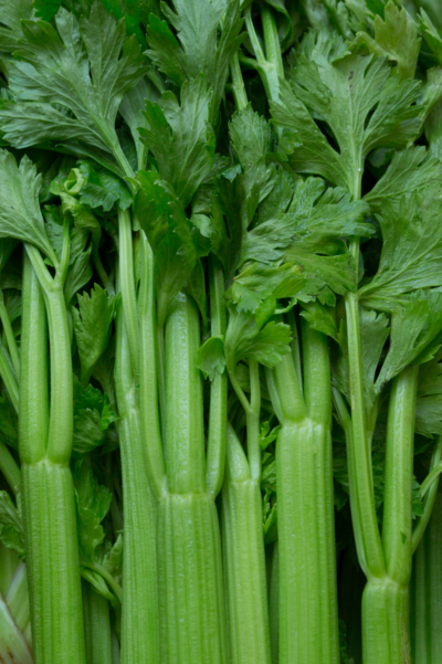 Celery Close Close up on the tops of a layer of celery stalks