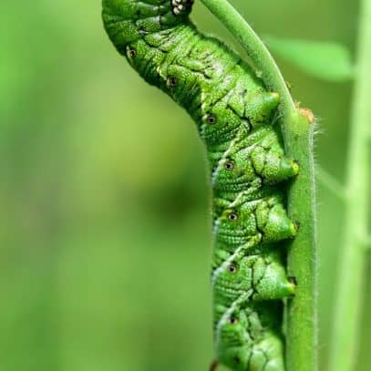 A hornworm chews on a stem