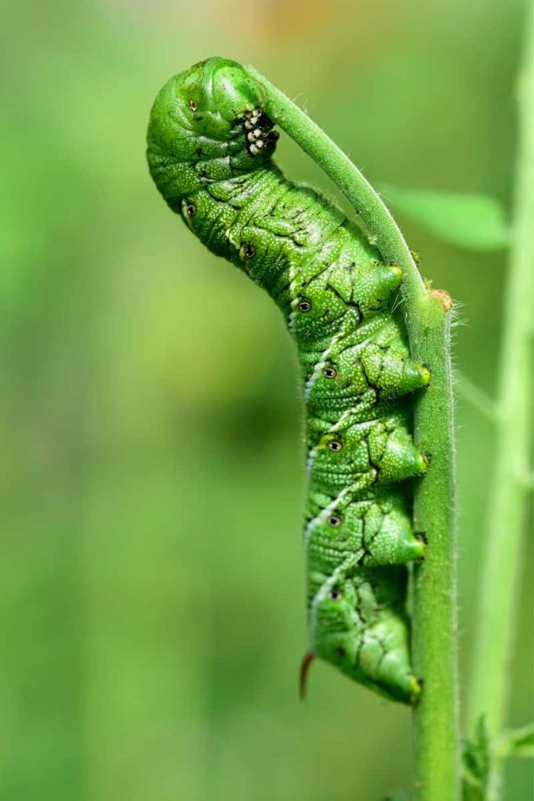 A hornworm chews on a stem