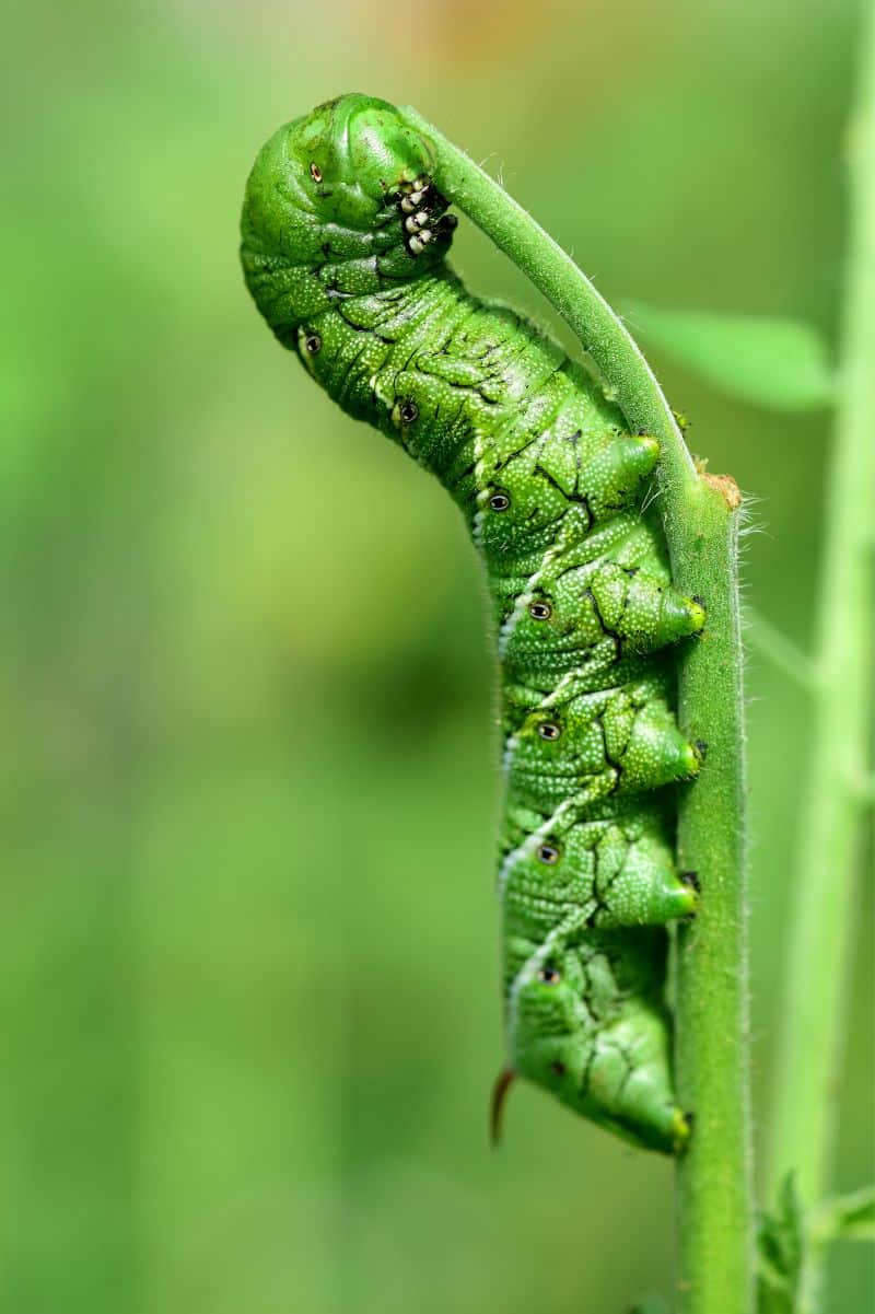 How to Get Rid of Tobacco and Tomato Hornworms - Growfully
