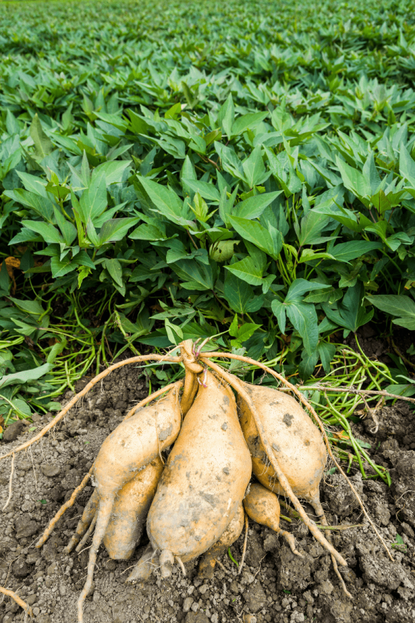 White sweet potatoes lay on the ground in front of other sweet potato plants