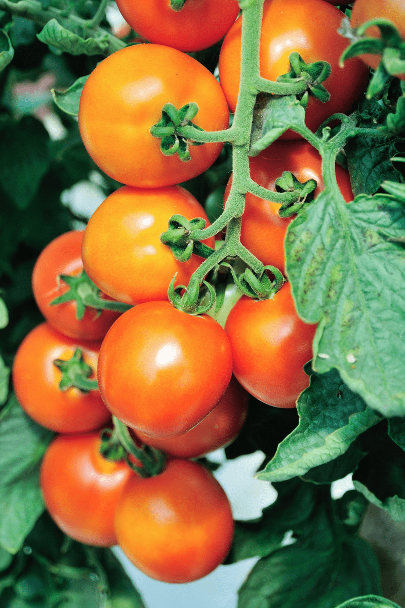 Determinate Vs Indeterminate Tomatoes: What's The Difference? - Growfully