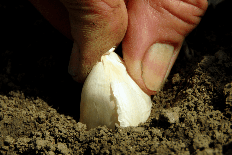 When and How to Plant Garlic Growfully