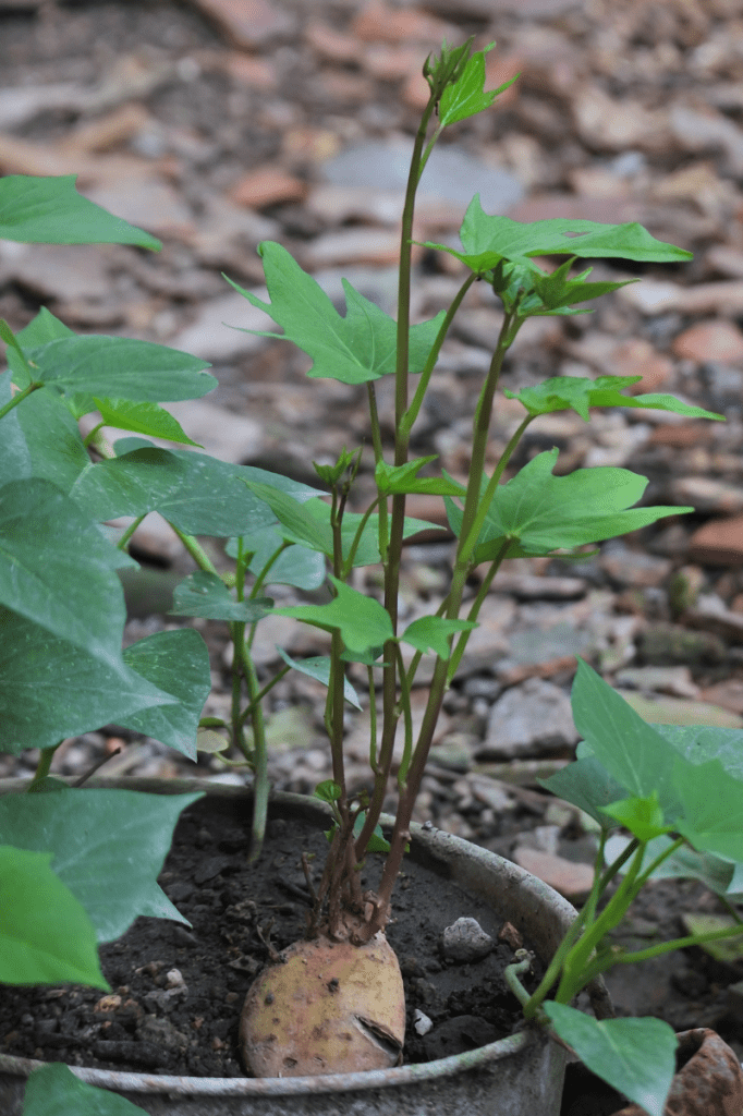 How and When to Harvest Sweet Potatoes Growfully