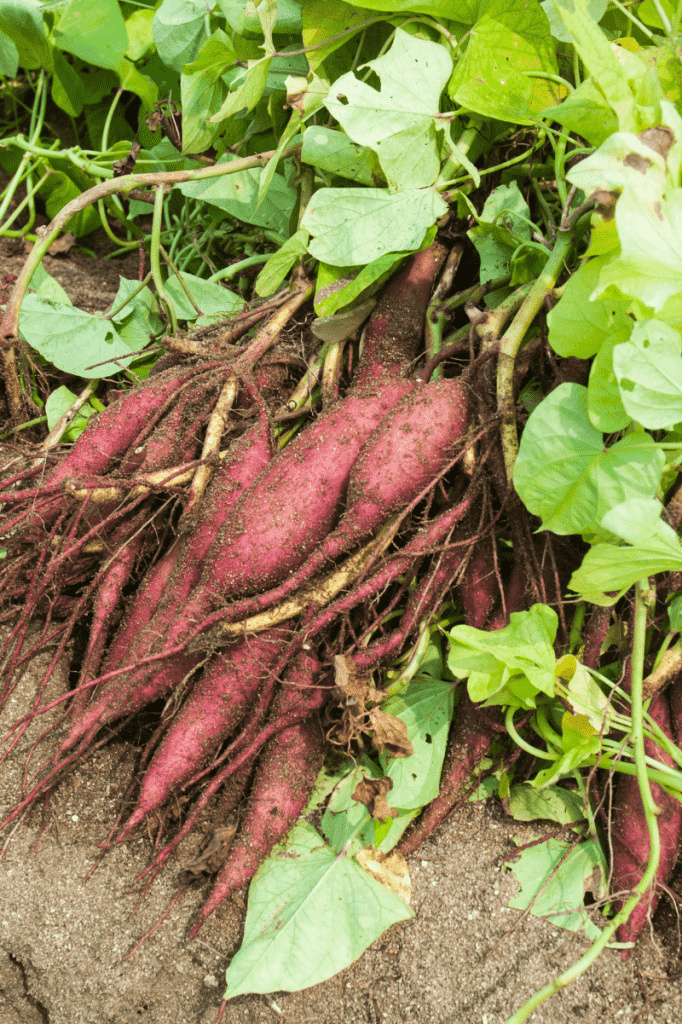 How And When To Harvest Sweet Potatoes Growfully How and when to harvest sweet potatoes growfully