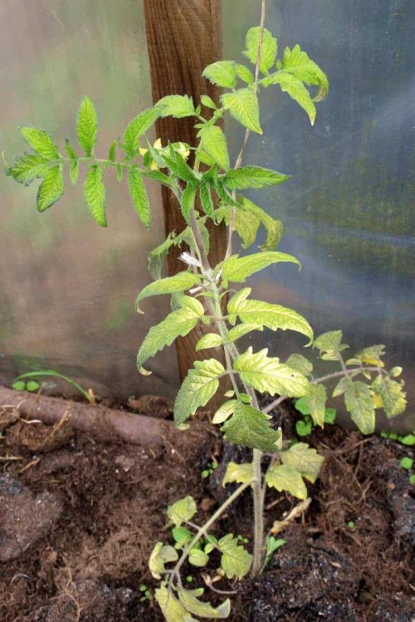 A yellowing tomato plant