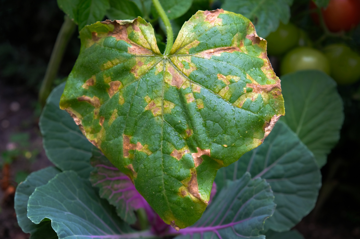 Cucumber Leaves Turning Yellow? Here's Why Growfully