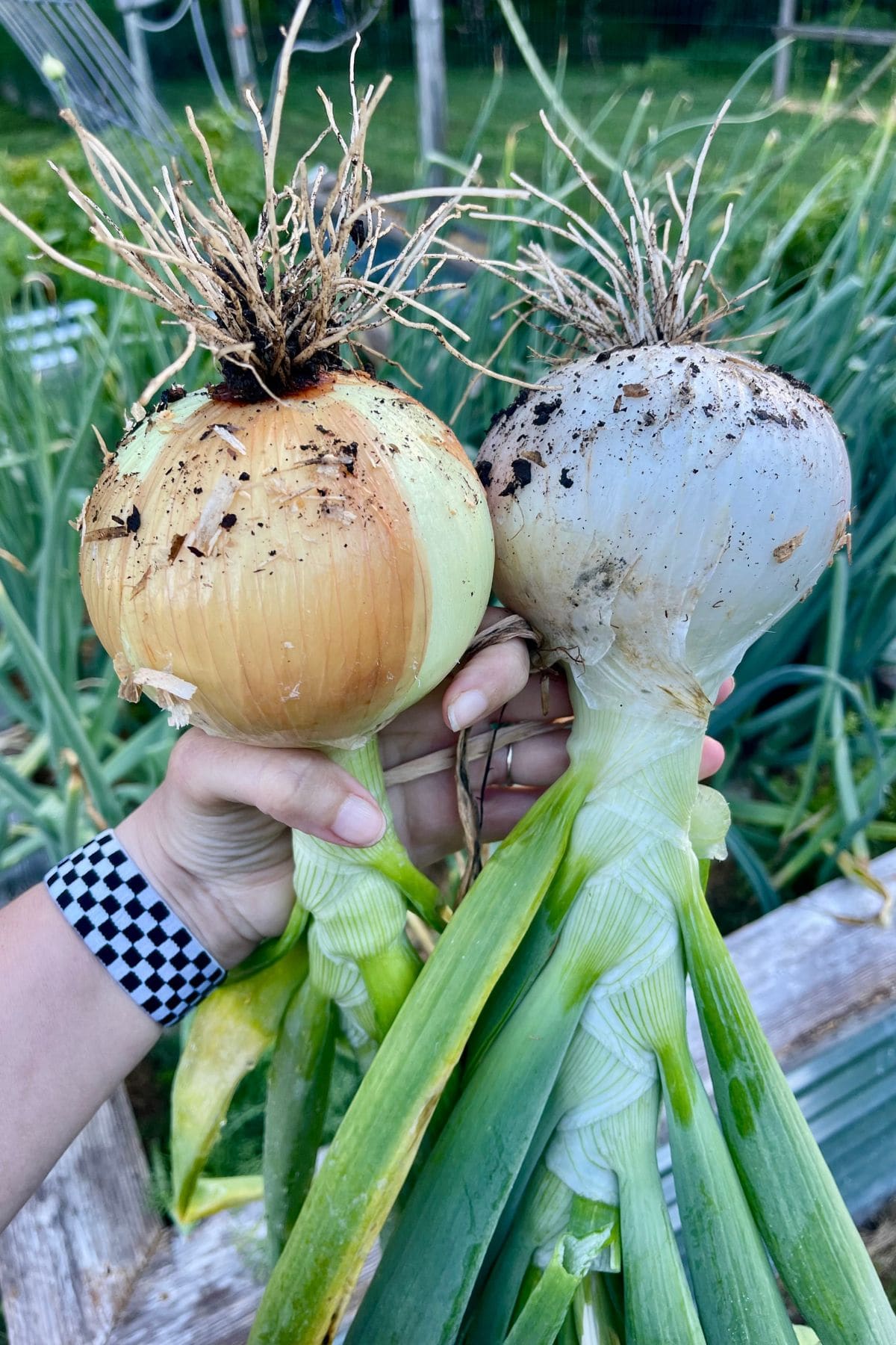 Hand holding two large garden onions