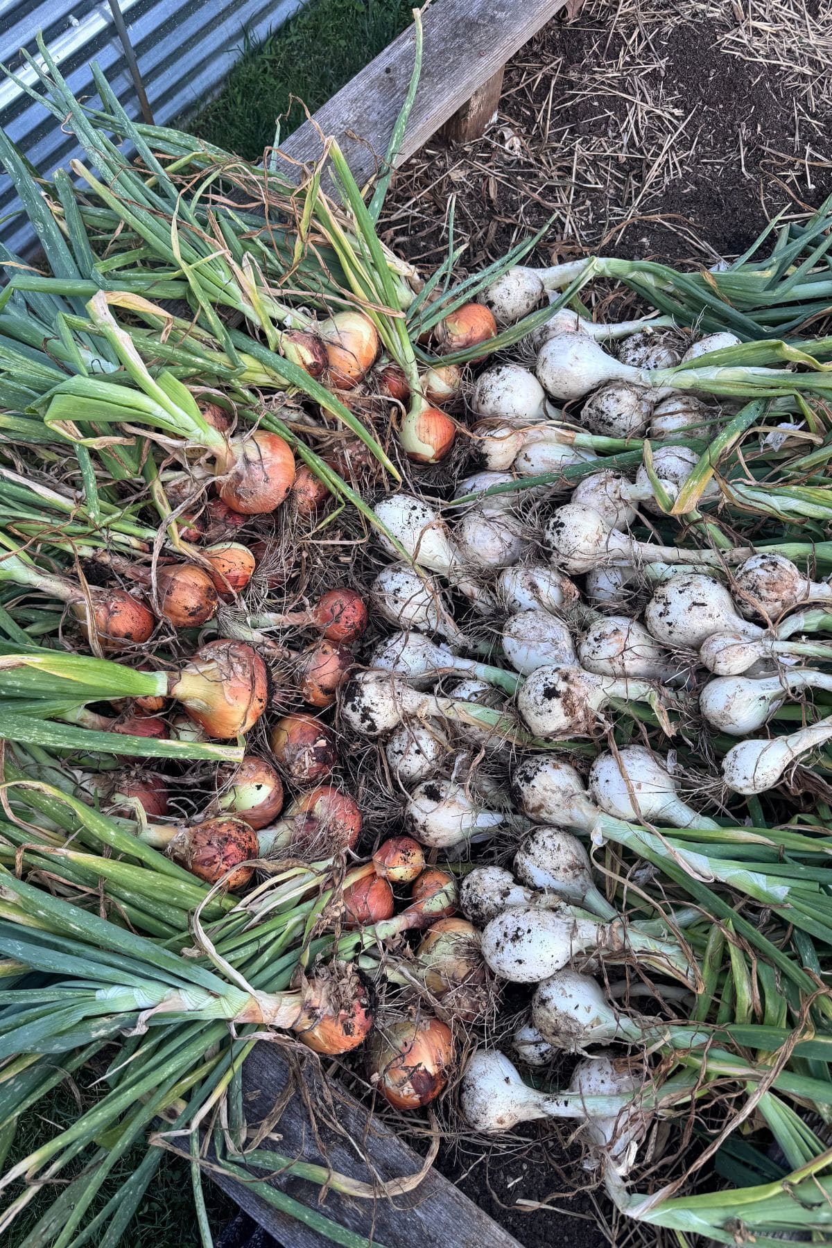 A bounty of freshly harvested onions in a garden