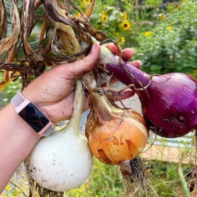 A hand holds three freshly harvested onions