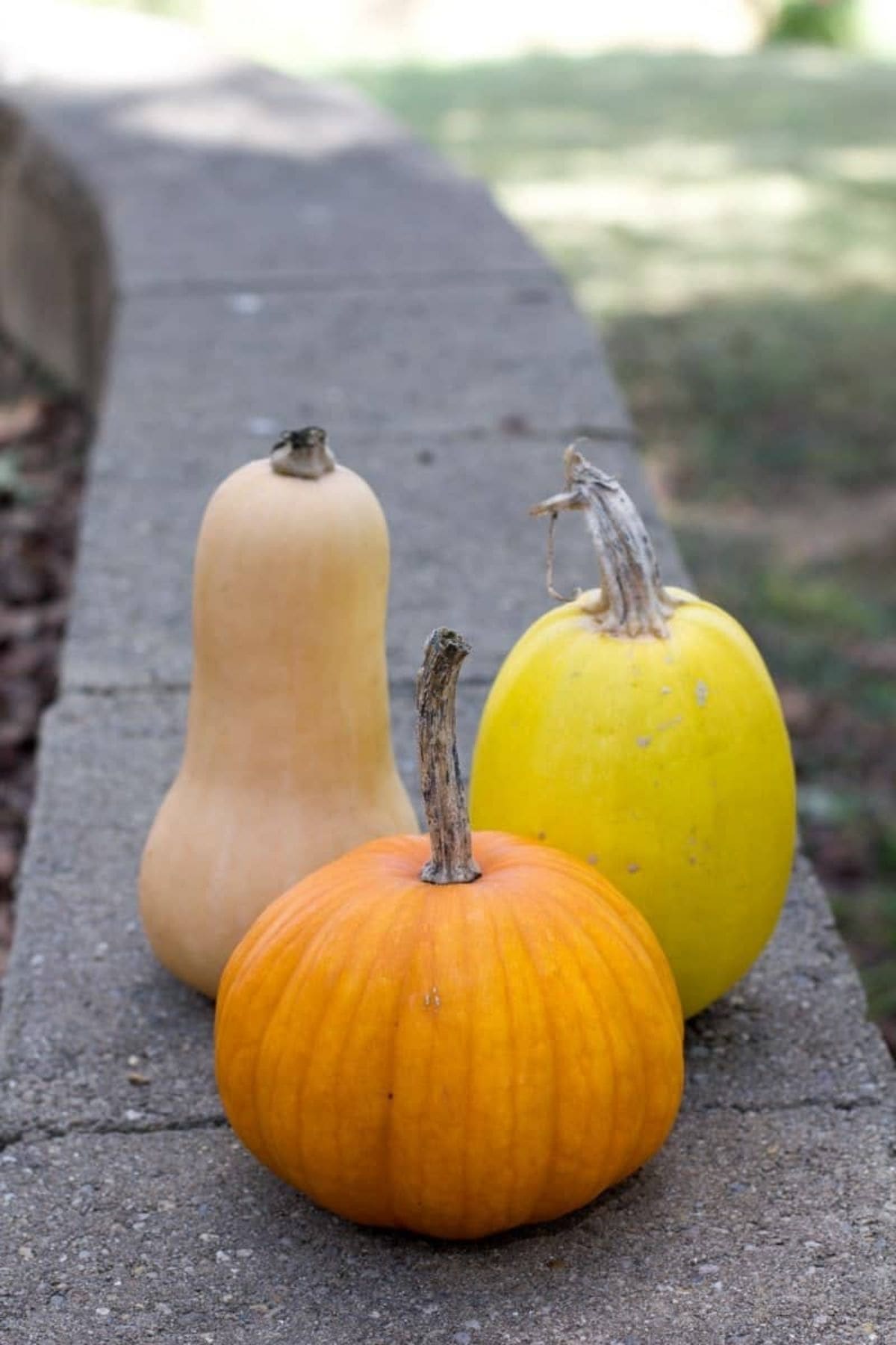 A butternut squash, spaghetti squash, and pumpkin sit on a concrete wall.