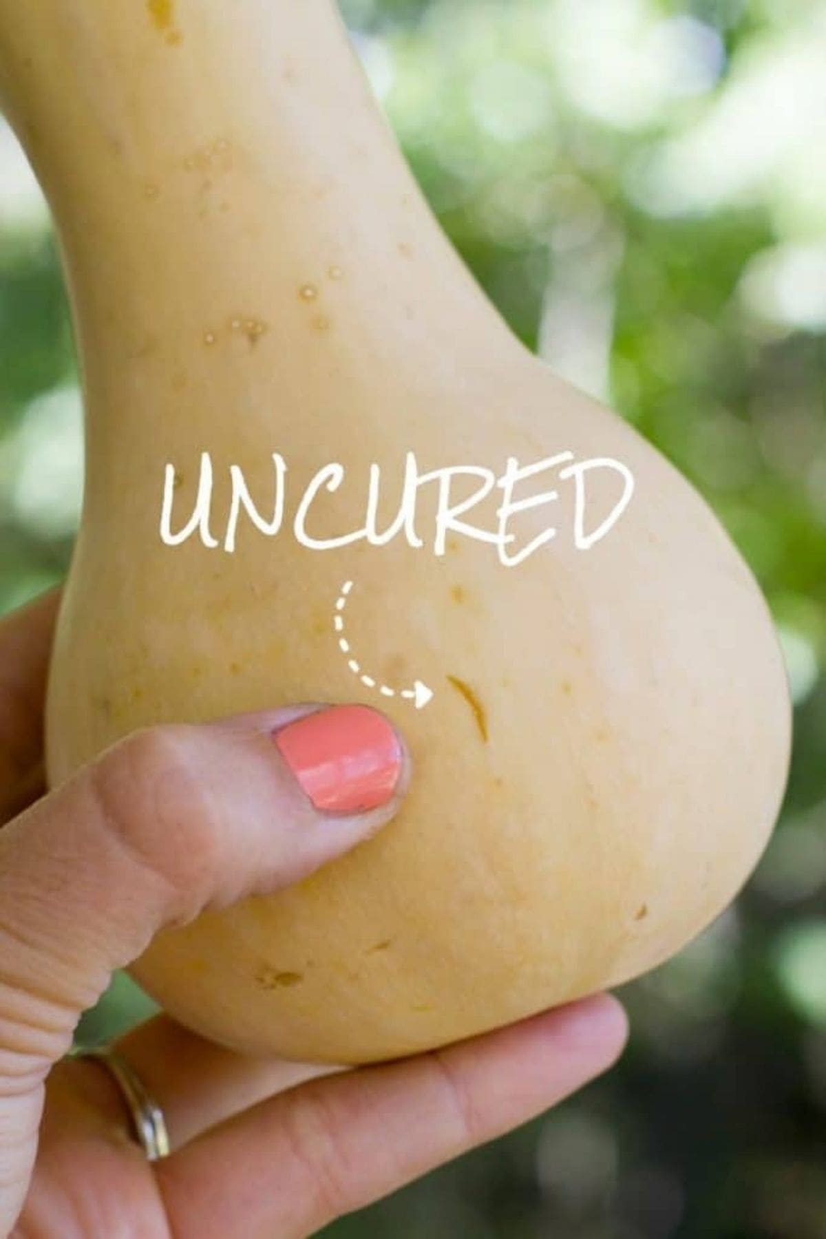 A hand with coral nail polish pointing to a small scar on the skin of a pale, uncured butternut squash.