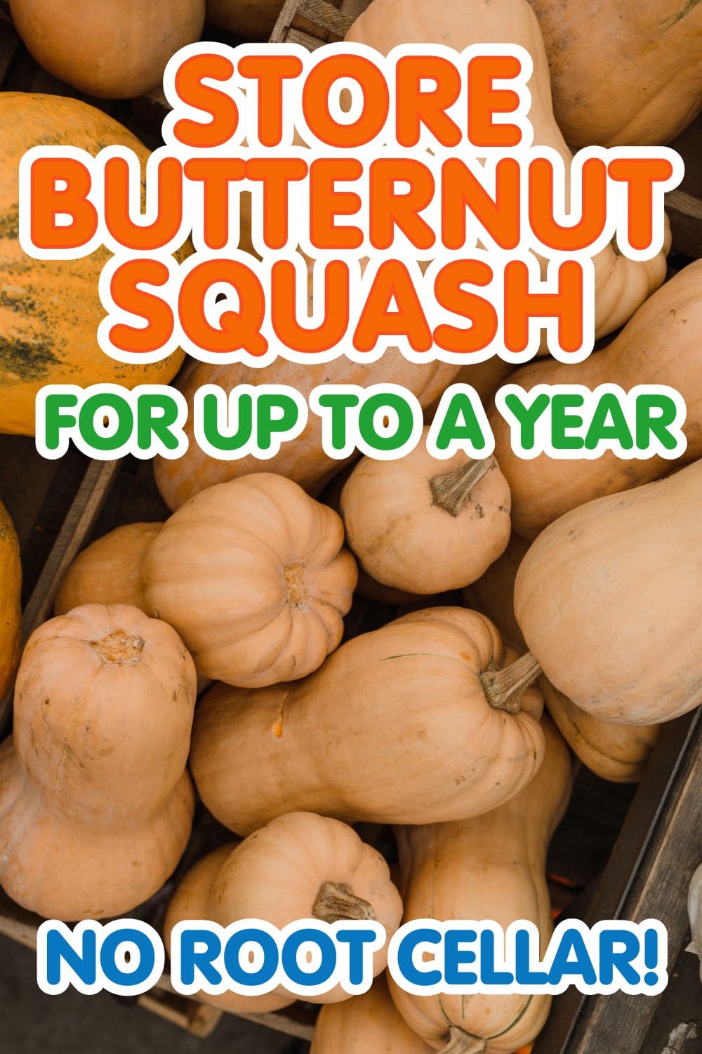 Butternut squash on a table with the text overlay "Store butternut squash for up to a year"