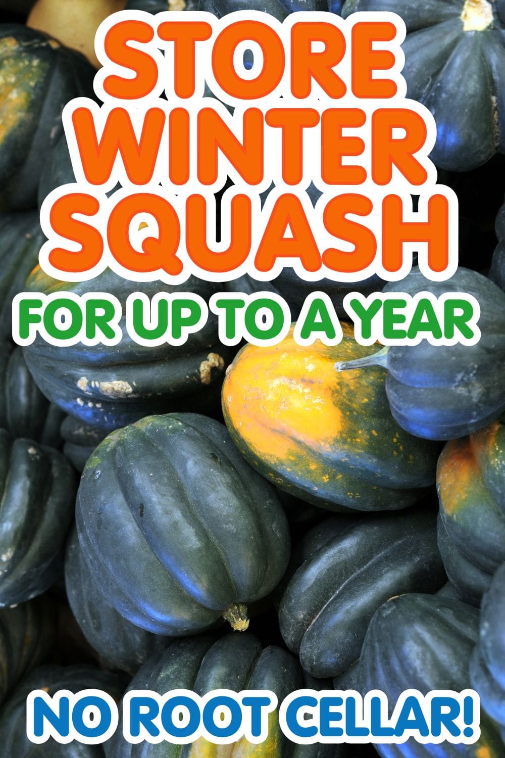 Acorn squash on a table with text overlay "Store Winter Squash for up to a year"
